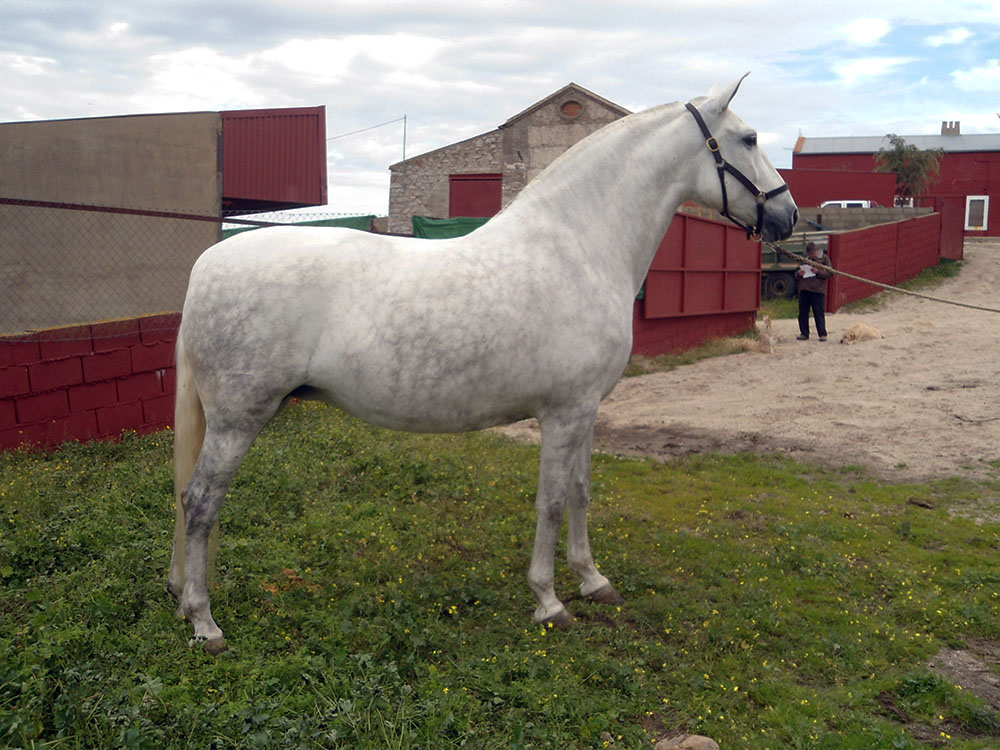 Caballo en Venta